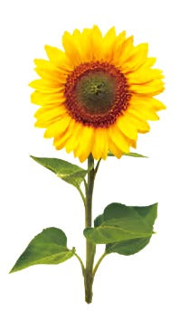 Sunflower - Boston Temporary Tattoos